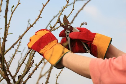 Pruning the roses