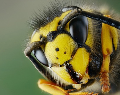 Testa di vespa