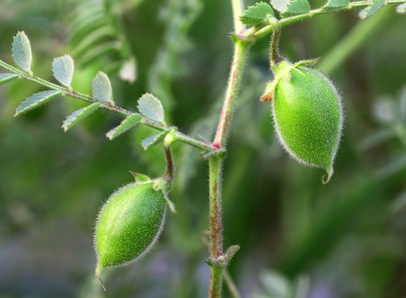 Young chick-pea pod in chickpea plant