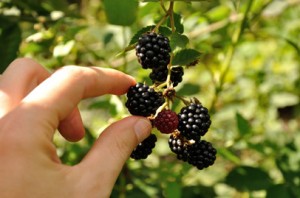 man's arm taking a berry from growing branch of ripe blackberry
