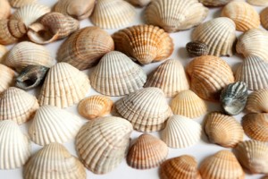 Many small seashells on a white background