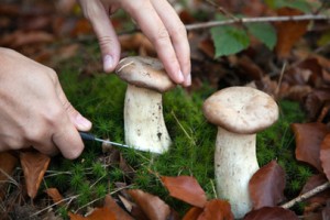 Eine Frau sammelt im Wald Pilze und schneidet einen mit dem Messer ab