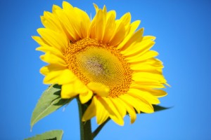 Beautiful sunflower  on blue background