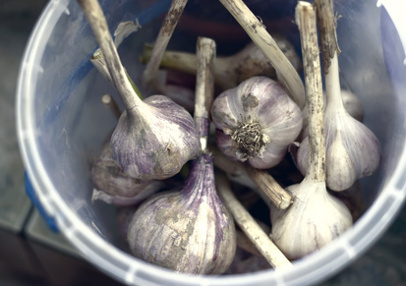 garlic in a bucket