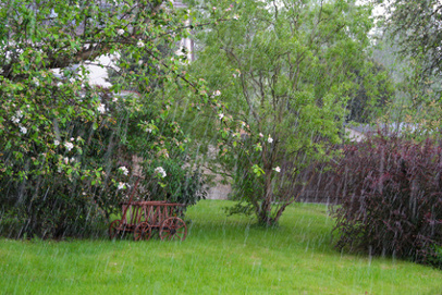 Garten im Regen